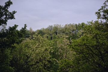 acacia tree in blooming period. Robinia pseudoacacia flowers 