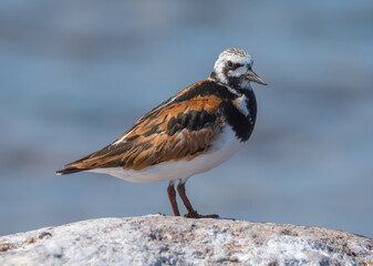 Ruddy Turnstone, rare, beautiful sandpiper, male.