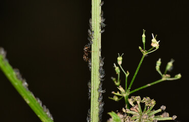 brown farmer ant receives sweet nectar from its wards aphids