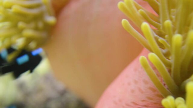 underwater shot of anemona swingin tentacules in the strong current with damsel fish around; anemona ; Heteractis magnifica beauty nature underwater