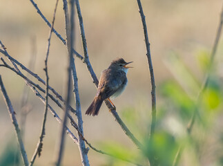 Swamp warbler.
