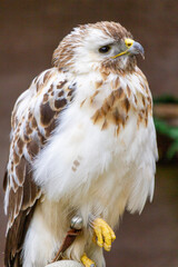 Königsraufuss Bussard