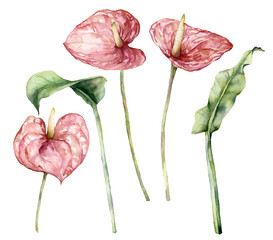 Watercolor tropic set with anthurium and leaves. Hand painted flowers and stems isolated on white background. Botanical floral illustration for design, print, fabric or background. - obrazy, fototapety, plakaty