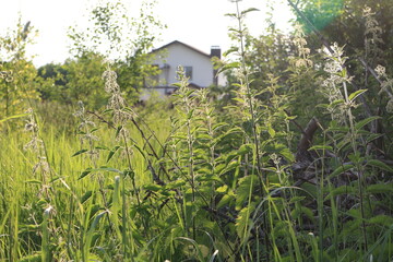 Nettle thickets in summer in the village