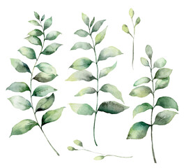 Set of watercolor eucalyptus branches. Hand painted eucalyptus thick branches and leaves isolated on a white background. Flower illustration for design, print, fabric, or background. Botanical set.