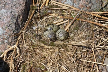  Lesser black-backed gull, her nest.