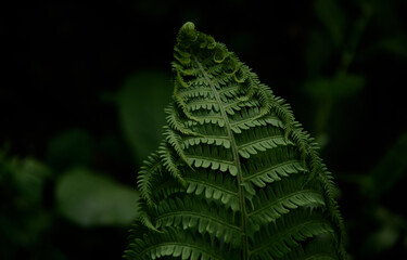 green fern leaf