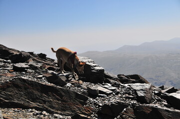 On the peak of Mulhacén, highest mountain of the Iberian Peninsula, 3482 m above sea level