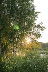Sunlight through the trees on a summer evening in the village
