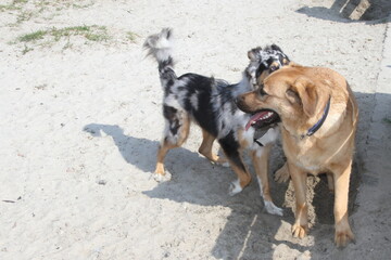 Liebesspiel  zwischen zwei Hunden