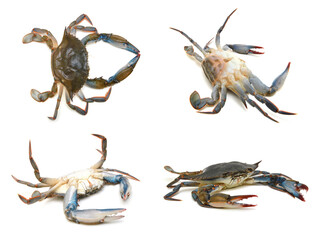 Blue crabs isolated on white