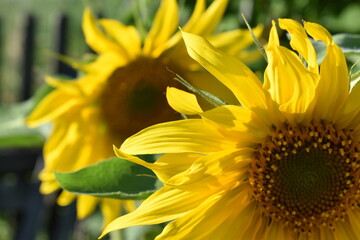 sunflower on a green background