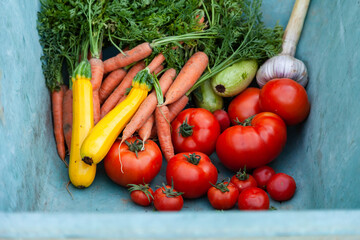 Assortment of ripe seasonal vegetables in the blue truck: tomato, zucchini, garlic, carrot with tops. Close up. Concept of organic products, farming, clean food, healthy vegan eating.