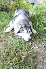 Obraz premium big husky dog lying on the grass