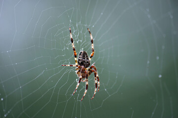 Spider