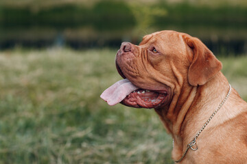 Portrait Dogue de Bordeaux. Purebred French Mastiff dog