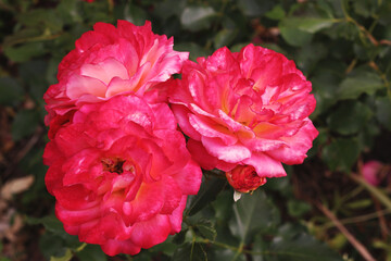 Close-up of pink roses in the garden