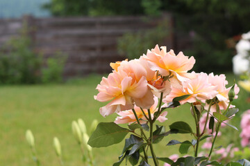 A bush of tender orange roses in the garden. Close-up