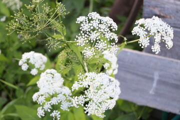 Blooming hogweed in summer in the village