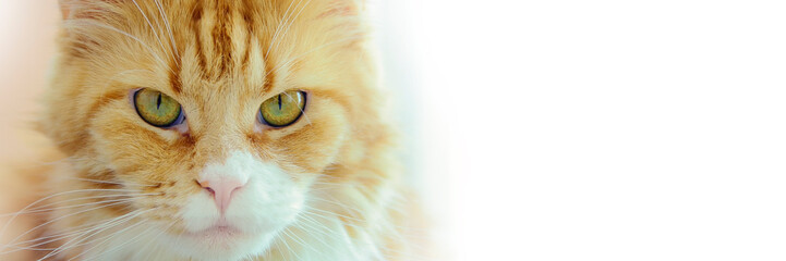 The face of a beautiful ginger cat on a white background, looking at the camera. Panoramic background with place for text, copy space.