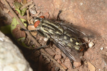 Housefly called Mosca-Doméstica-Menor (scientific name Musca domestica) at nature
