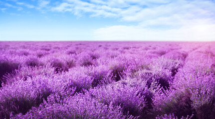 Obraz premium Beautiful view of blooming lavender field under blue sky, banner design
