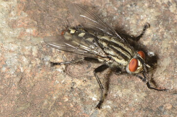 Housefly called Mosca-Doméstica-Menor (scientific name Musca domestica) at nature