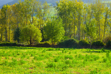 Fototapeta premium Countryside, Vejoris Village, Toranzo Valley, Cantabria, Spain, Europe