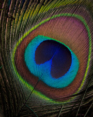 Macro Close Up Nature Photography of the Details and Texture of a Colorful Green Peacock Bird Feather