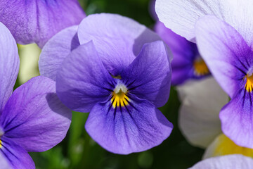 Close-up of purple pansy flower on sunny day