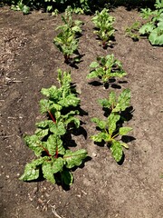 Swiss chard growing in the garden