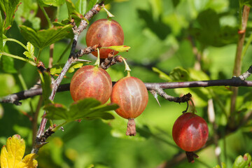 ripe gooseberries on a branch