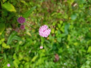 pink flower on a green meadow