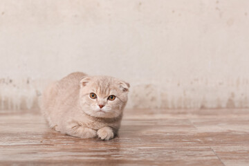 Scottish fold cat on beige background. Cute little kitty