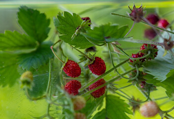 wild forest strawberry with reflections in the mirror