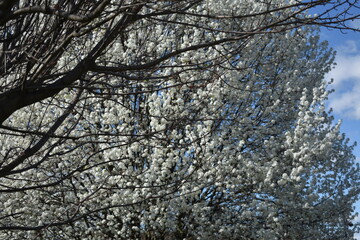 cherry tree in spring