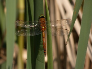 Green-eyed hawker (Aeshna isoceles) - brown dragonfly with green head in the blades of reed, Gdansk, Poland