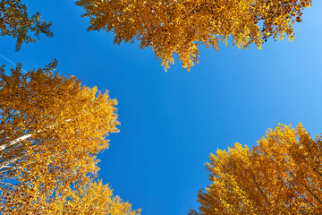 Bright yellow aspen leaves against a blue sky near Mount Hood in Oregon. View up.