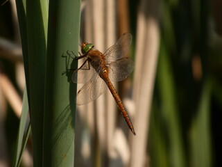 Green-eyed hawker (Aeshna isoceles) - brown dragonfly with green head in the blades of reed, Gdansk, Poland