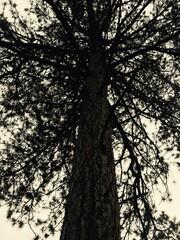 Tree silhouette 