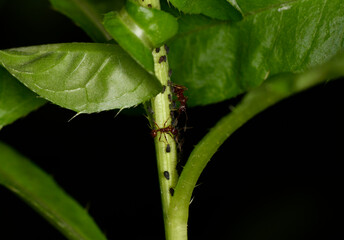 brown farmer ants serve field aphids as their herd on green stems against a black background