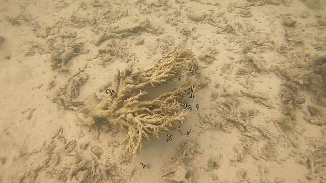 Corail mort &agrave; Maupiti, Polyn&eacute;sie fran&ccedil;aise