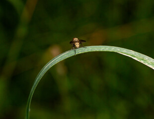 striped brown fly sits on a green plant stem