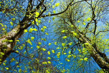 Obraz premium European Beech or Common Beech forest, Saja-Besaya Natural Park, Cantabria, Spain, Europe
