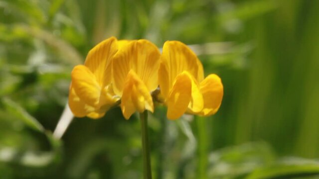Genista scorpius