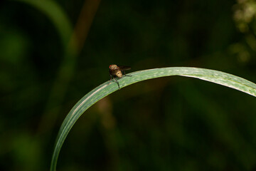 striped brown fly sits on a green plant stem