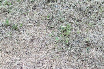 Mown grass and path in summer in the village