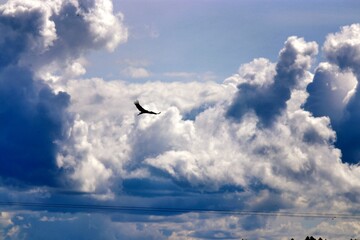 clouds in the sky, bird