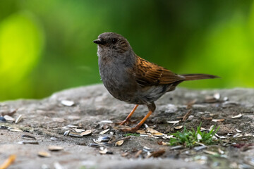 Hedge Accentor or Dunnock (Prunella modularis)