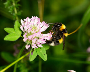 black striped bumblebee sits on a purple flower and drinks nectar